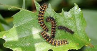 caterpillars.jpg