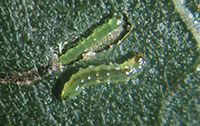 leafminers.jpg