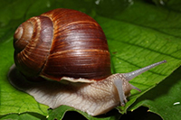 snail.jpg