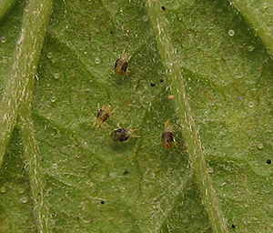 spider_mites.jpg