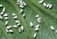 whiteflies.jpg