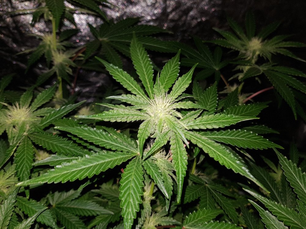 Amherst_Sour_Diesel_hydro.thumb.jpg.1198cec52f3c23e39a09324847d5d4e6.jpg