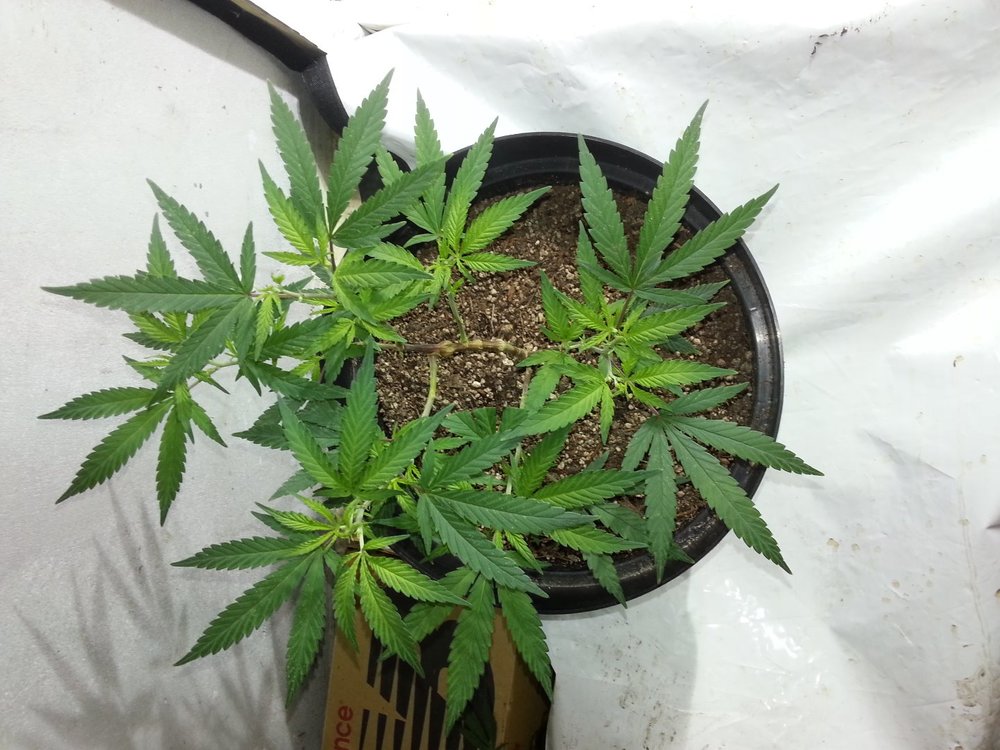 Amnesia_Haze_Top_2.thumb.jpg.173cbd1cb2b04d43989dd4ea0b2dd3f0.jpg