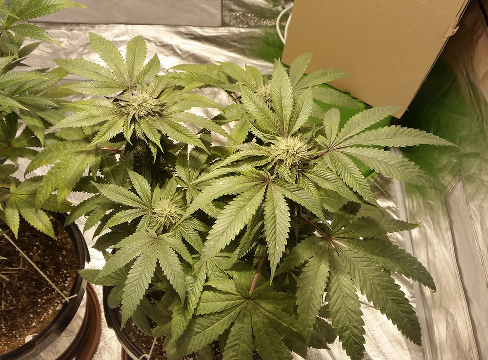 Bubba-Kush-Day-35.thumb.jpg.3f8e56d5bae6305077fc1fa7742a3ca2.jpg