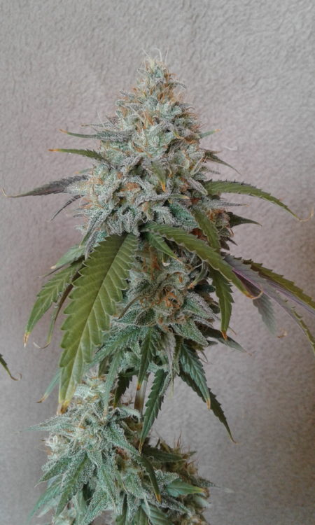 Bud_shot_cookie_kush_x_gds.thumb.png.8ef917ed20ef80202d7829cdc916b6f1.png