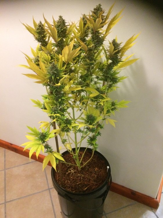 Critical_Kush_Before.thumb.jpg.bdd7c7dbff38f1a6817fd5069972e404.jpg