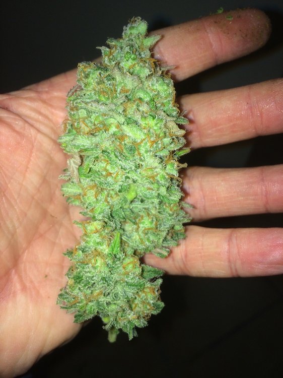 Critical_Kush_Bud.thumb.jpg.2ca5ca06020e93082a51e99b061d98d0.jpg