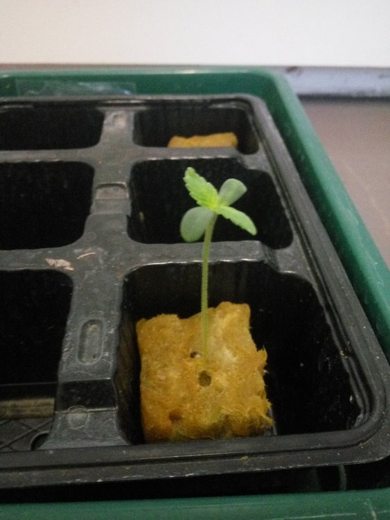 DD-seedling.thumb.jpg.588cc04c8a3287b0f9d36d49a51f736e.jpg