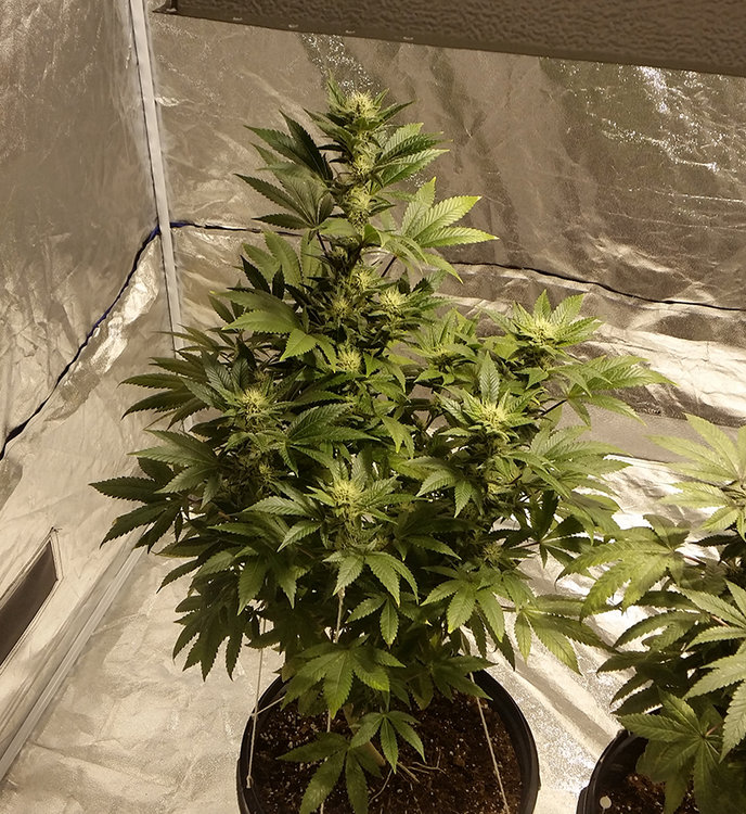 Jack-Herer-day35.thumb.jpg.f227198f05aa350a59c931443e3783c1.jpg