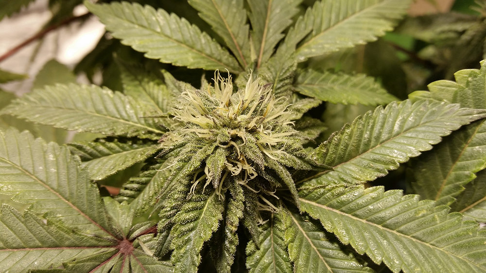 bubba-kush-day-35close.thumb.jpg.28f3d464925519f2ac2e33d6b4f47e54.jpg