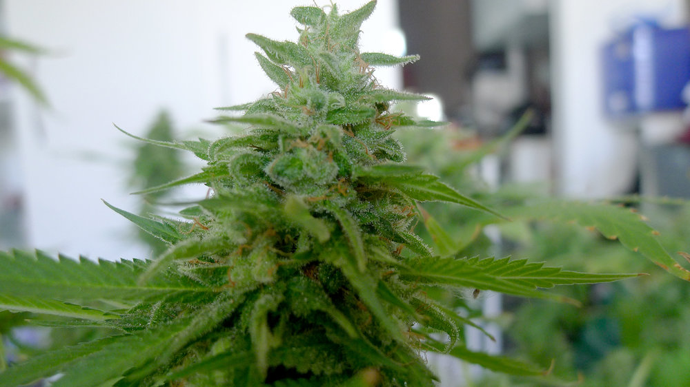 bud0.thumb.jpg.f39b7651326cc459a480e68319948228.jpg