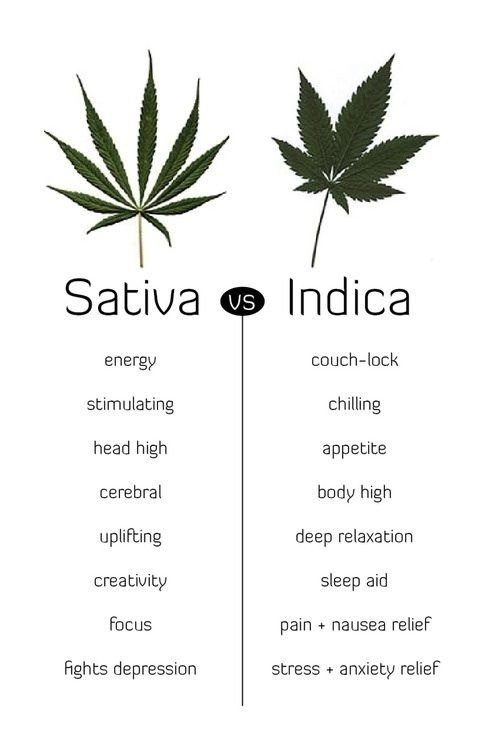 indica-vs-sativa-graphic.thumb.jpg.e83663102529924de65c2a5c203ea5af.jpg