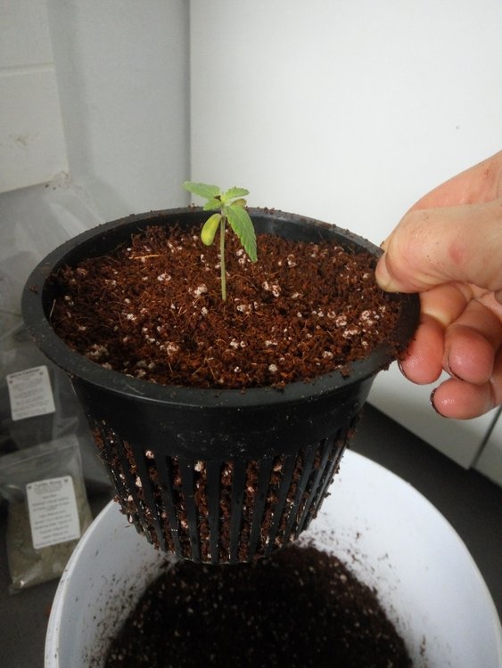 transplanted.thumb.jpg.d1b45feb99aa6f71eb0f4d473d6ad28a.jpg