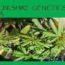 Berkshire Genetics S.A