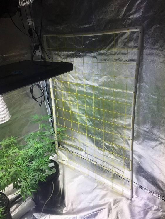 Scrog.thumb.jpg.9c9290cb87c63491d77b91cff46ccd36.jpg