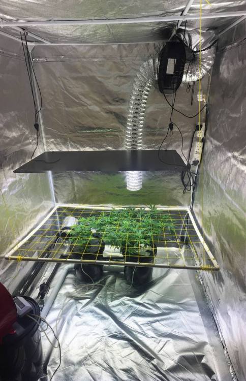 scrog-install.thumb.jpg.659fbfcda5f548a04d35445b55d98ed7.jpg