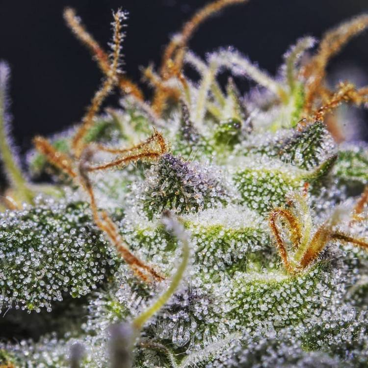 trichomes_ogre2.jpg