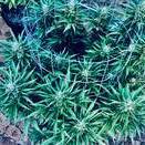 Malice_420