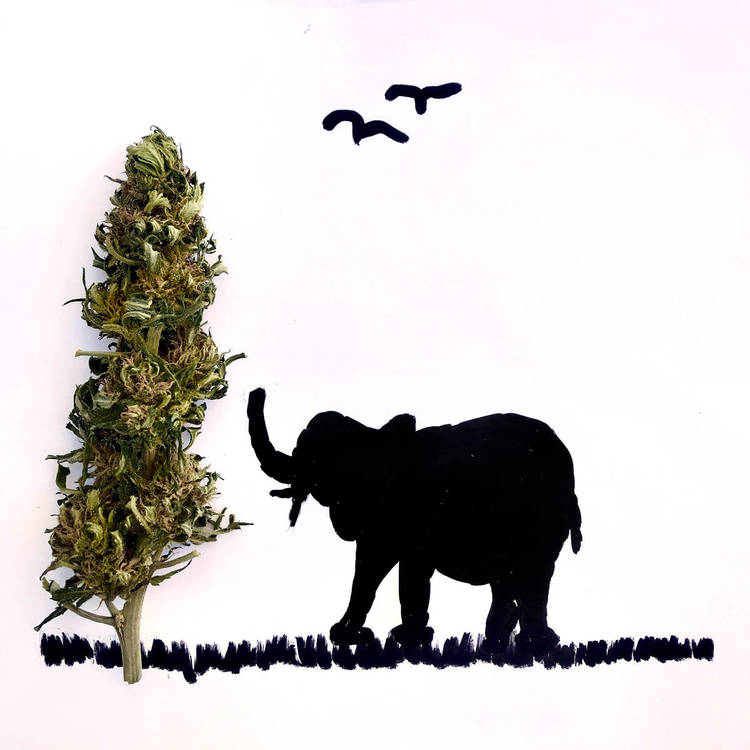 cannart - Elephant-1.jpg