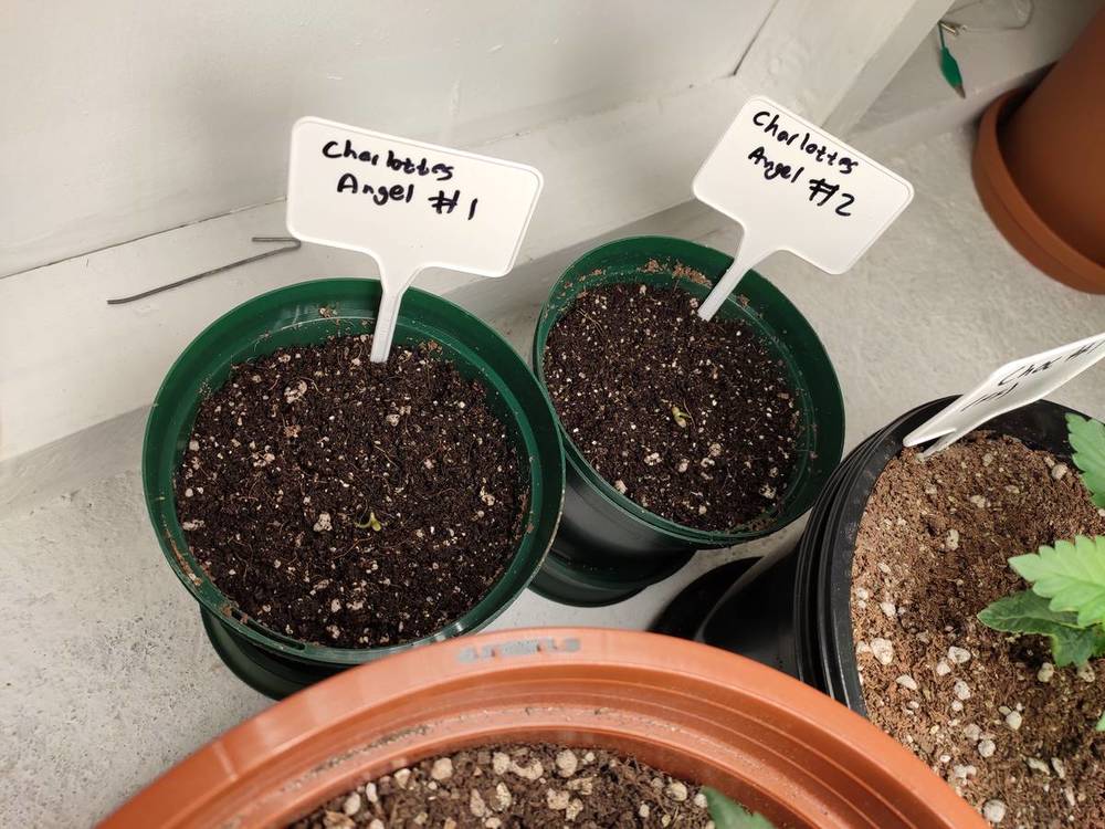 Seedlings.jpg