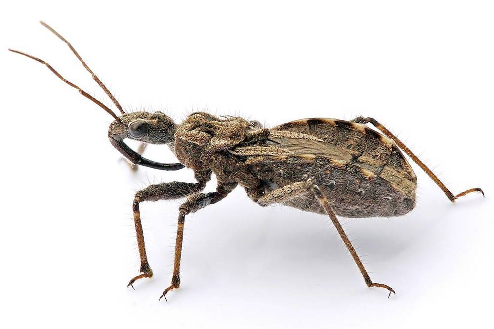 Assassin_bug_aug08_02.thumb.jpg.74b189c008d610ee4d8faf1950bb56d2.jpg