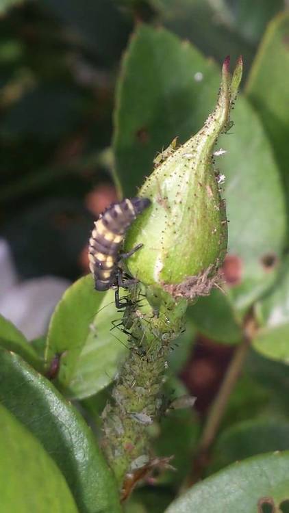 Ladybird n aphids.jpg