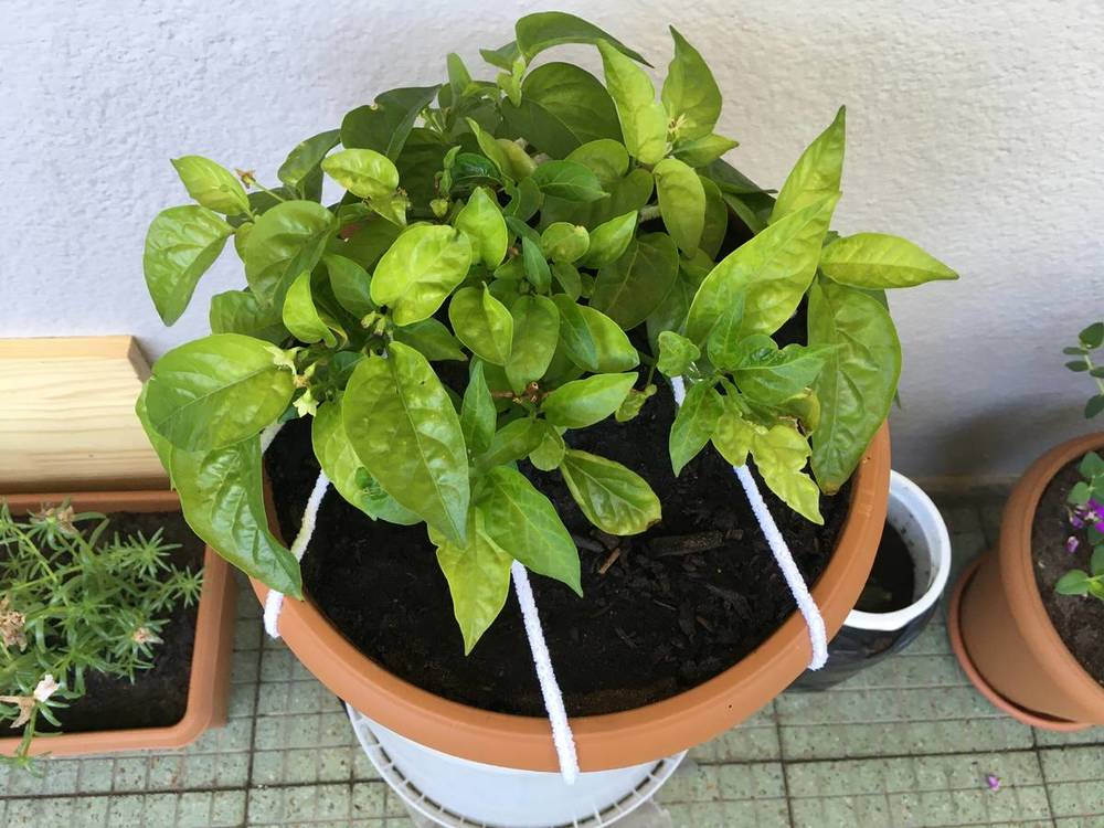 Birds Eye Chilli.JPG