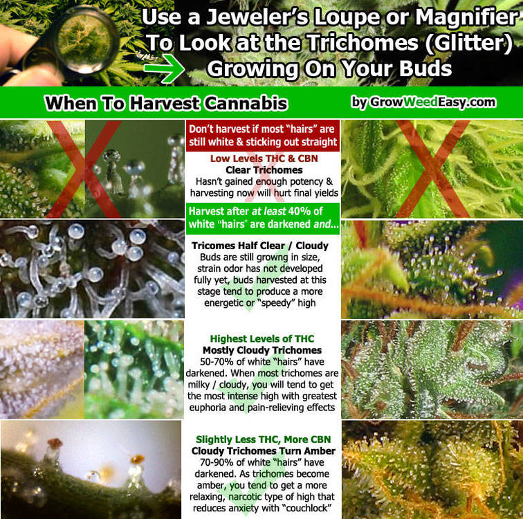 when-to-harvest-cannabis-diagram.thumb.jpg.e352d5f5dd8eb61d3736a74e99f4ea44.jpg