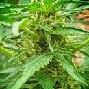 Dagga Home Grower