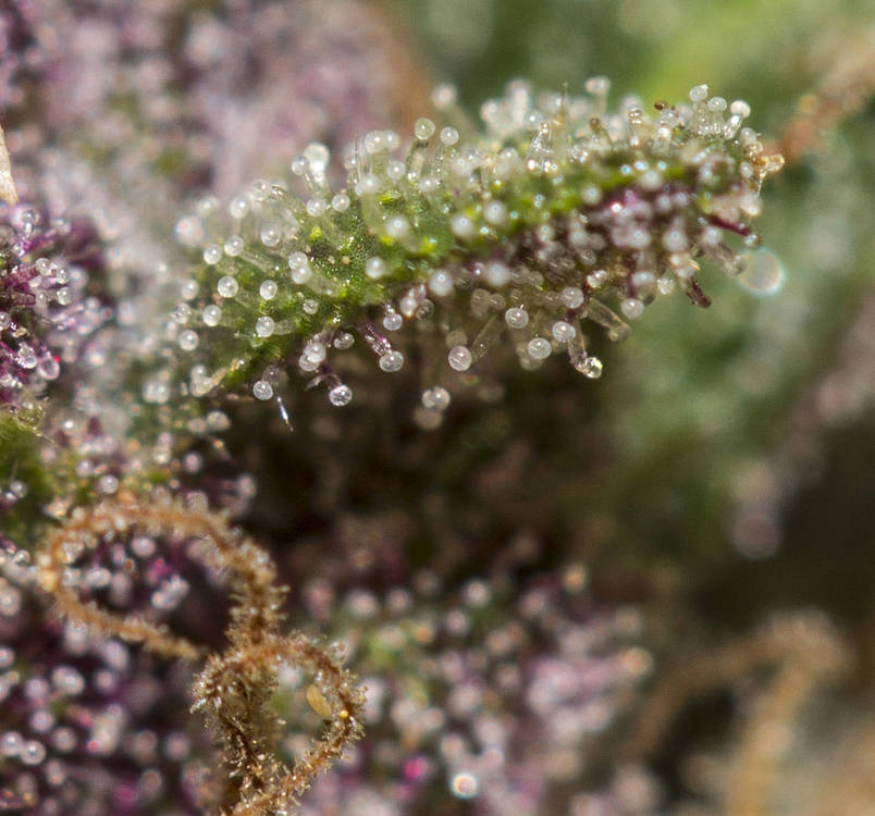 trichomes.thumb.jpg.c2a22fe5792b0df4f65711f677e6fec8.jpg