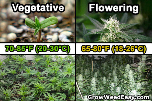 vegetative-vs-flowering-temperature-v3-sm.jpg.dd258e607773e69f63a1f9a394c5577b.jpg