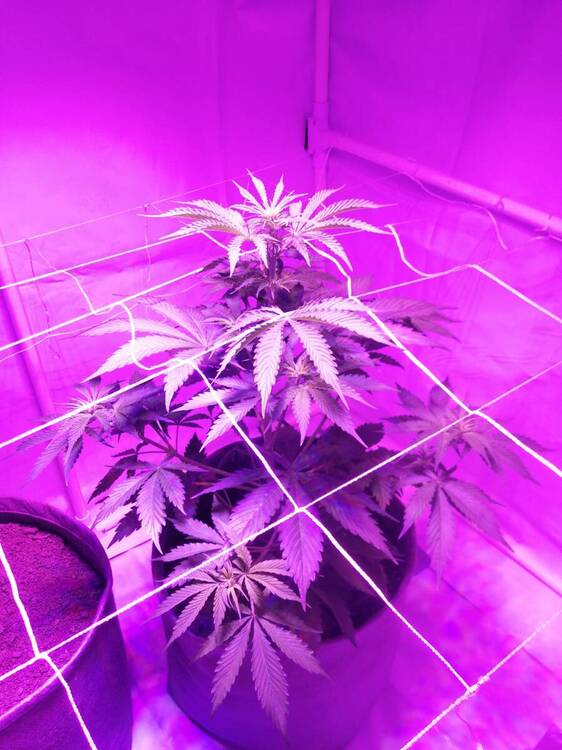 20201215 - Blueberry Domina Scrog attempt.jpeg