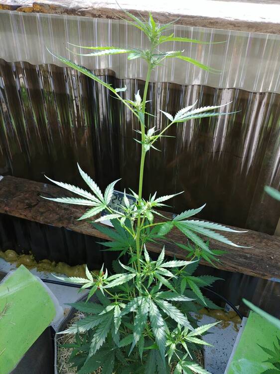 pure_african_sativa_1_2.thumb.jpg.615d9dc06011b435d66d74a3cdb2c9a3.jpg