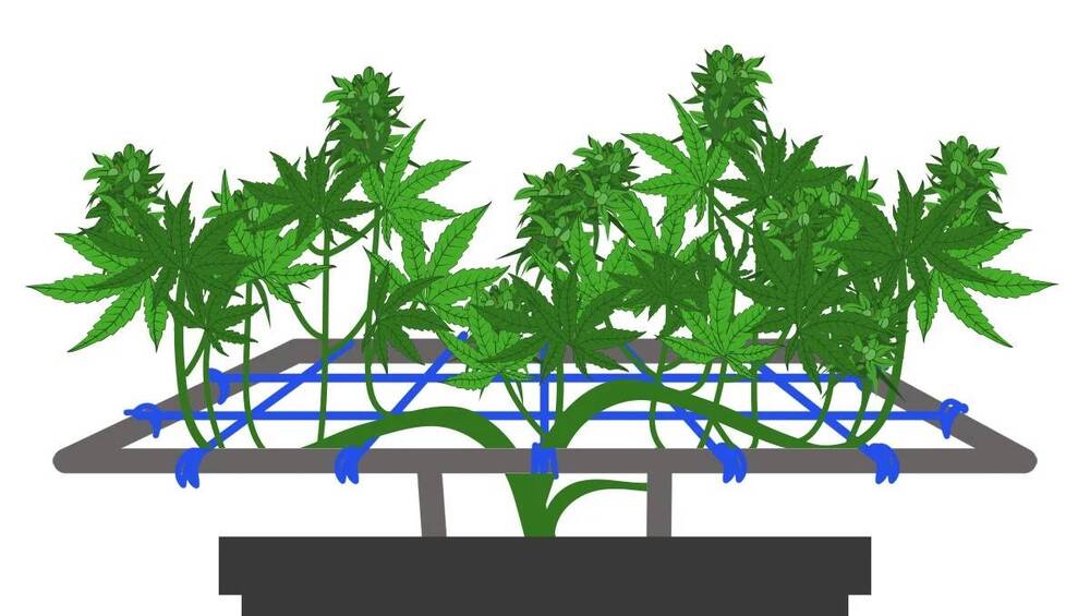 ScrOG.thumb.jpg.5c93778627d4b9b588ef0418873d325a.jpg