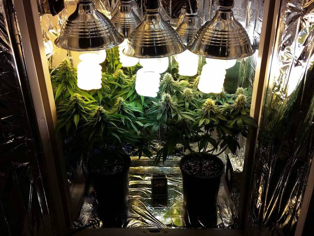 cfl-grown-cannabis-plants-30-days-of-flowering.jpg