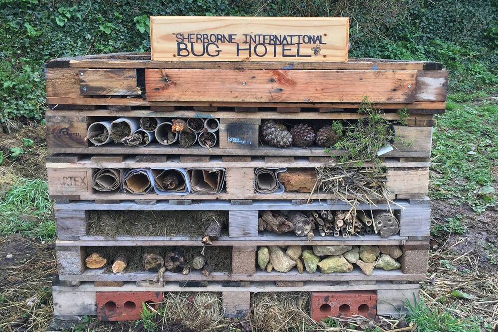 Bug-Hotel-Biology.thumb.jpg.70a13c01a4d8fe6e689579b553afd931.jpg