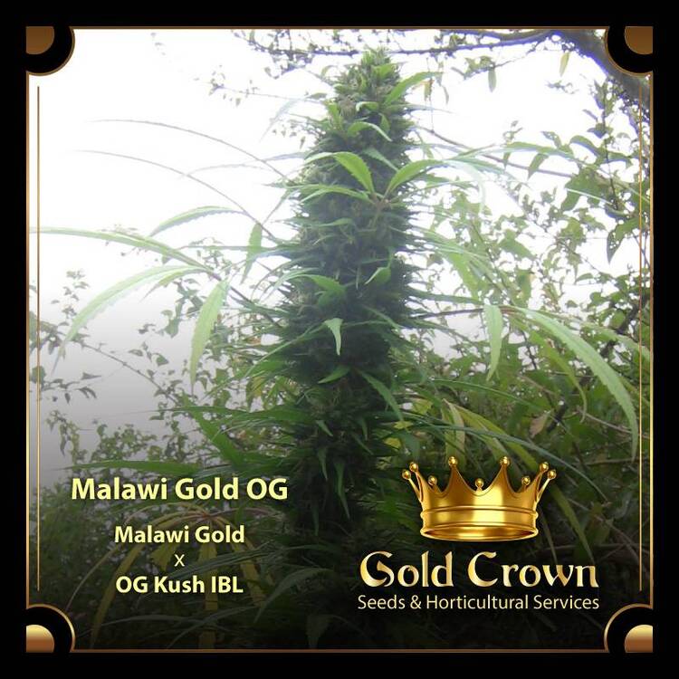 GoldCrown-Frame-Malawi-Gold-01.jpg