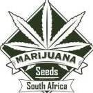 Marijuana Seeds SA