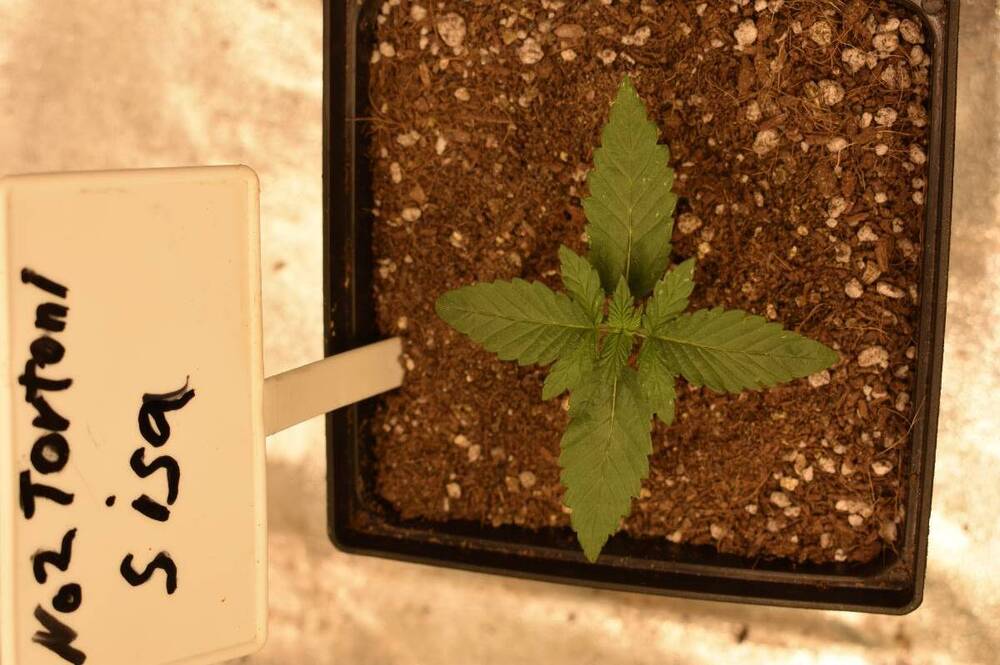 583833863_Plants21MaySisa.thumb.jpg.38bb88d15b3023882b41e9488e49861b.jpg