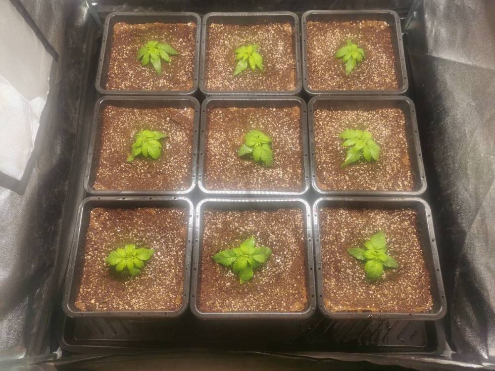 newpotsofnewpotsofnewpots.thumb.jpg.30626f1d8a08a13a3070024695091ab1.jpg