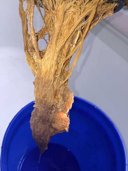 root-rot-slimy-roots-sm.jpg.77179cdcf12d40affb0579e2d11c8ac2.jpg