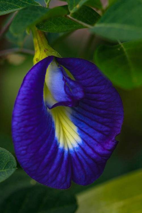 blue-pea-ramabhadran-thirupattur.thumb.jpg.1b1e2f55a378ac82dd6453d96cc47532.jpg