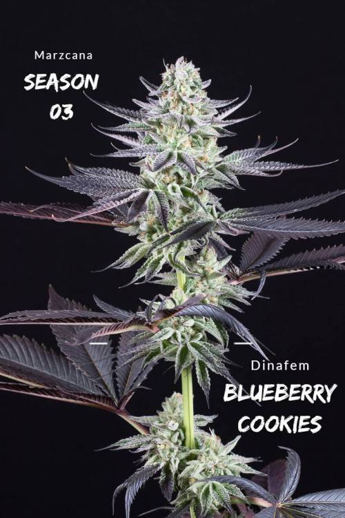 dinafem-blueberry-cookies-5198.thumb.jpg.a2f6f01981625ad1742b8bec30089c9a.jpg