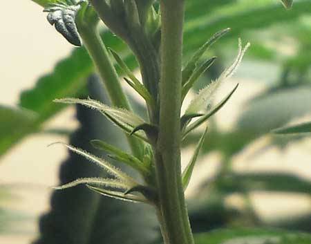 pre-flowers-female-cannabis-huge-pistils-sm.jpg.8a241383eebd93b85ff576fca6ec27d6.jpg