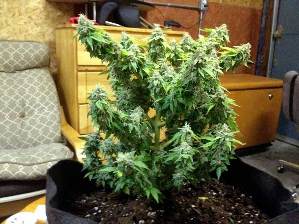 topped-at-a-high-node-trained-cannabis-plant.thumb.jpg.9888102bf059f454c3c37b9cea2b683b.jpg