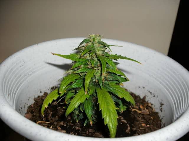 smallest-autoflower-plant.jpg.b33185198051d2b15e9d9fde589b715e.jpg