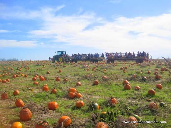 Hay-Ride-to-the-pumpkin-patch-Shelbyville-Kentucky.jpg.3585424cfd33245322b10c62dddb5395.jpg
