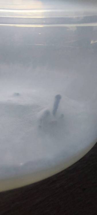 20220925_072715.thumb.jpg.6e095dee9a34b4d0f25e70c34c2db171.jpg