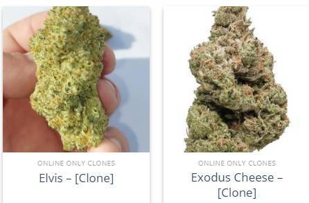 CLONE.jpg.3bd0ef5cefec3594a736f3ba6fa100cf.jpg