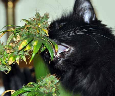 my-cat-ate-my-pot-plants-sm.jpg.f977d691e870d5432d7d18b4ccf03f51.jpg